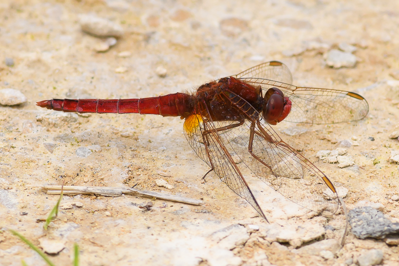 Scarlet Dragonfly